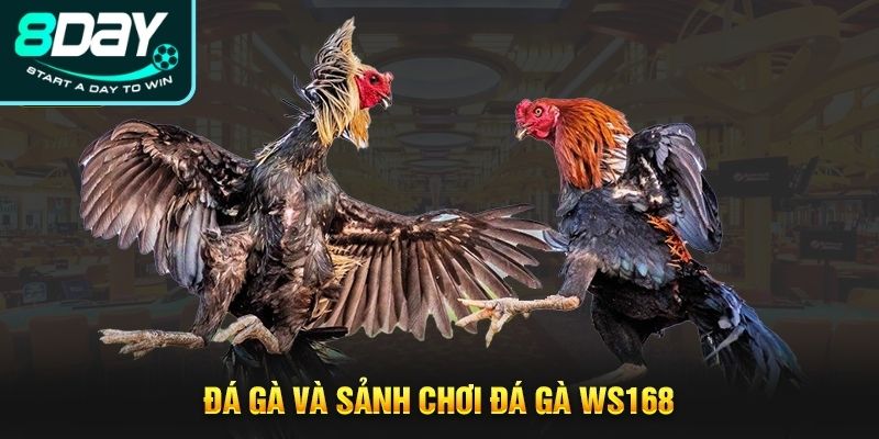 Điểm danh một số hình thức đá gà ăn khách tại WS168