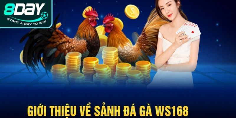 Sơ lược về đá gà WS168