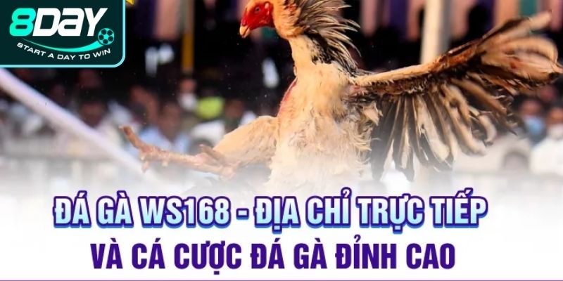 Ưu thế vượt trội của WS168 trong giới đá chọi