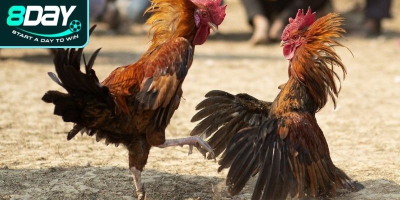 Cách chọn gà đá cựa sắt hay ngoại hình
