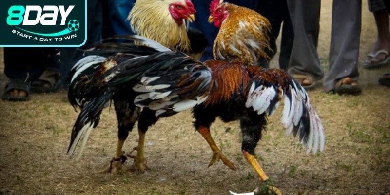 Tầm quan trọng của cách chọn gà đá cựa sắt hay