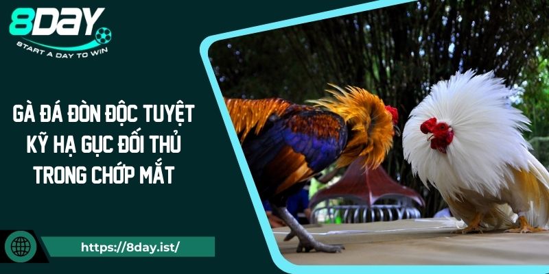 Gà Đá Đòn Độc Tuyệt Kỹ Hạ Gục Đối Thủ Trong Chớp Mắt