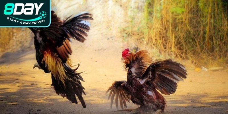 Những lưu ý về luật đá gà tre cần nằm lòng