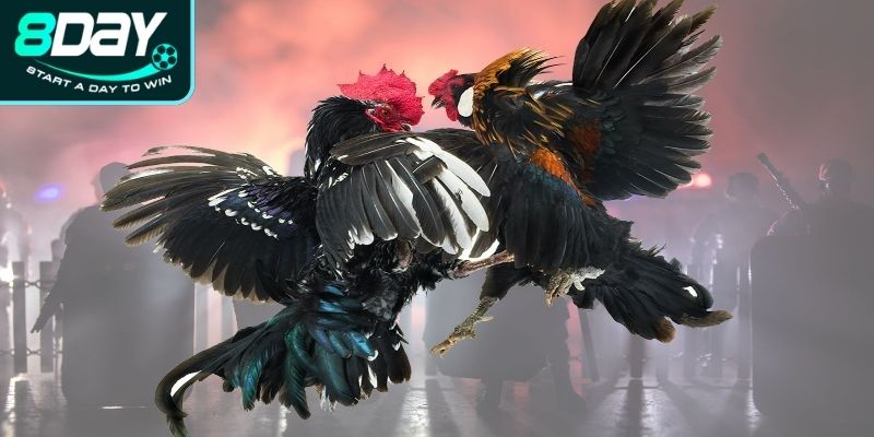 xem ga choi qua mỏ vũ khí lợi hại