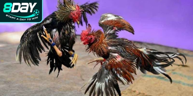 Tại sao cần nghiên cứu cách xem ga choi?